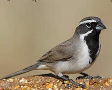 Black-throated Sparrow