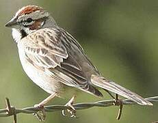 Lark Sparrow