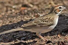 Lark Sparrow