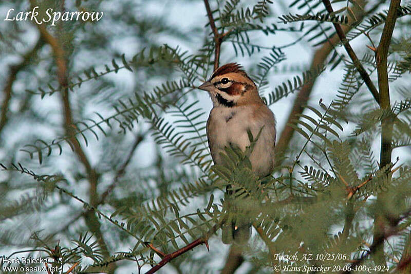 Bruant à joues marronadulte, portrait