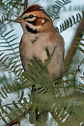 Lark Sparrow