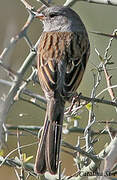 Black-chinned Sparrow