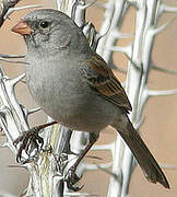 Black-chinned Sparrow