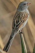 Black-chinned Sparrow