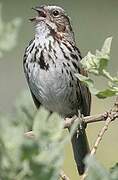 Song Sparrow