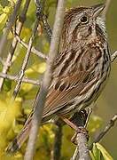 Song Sparrow