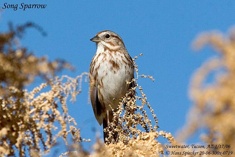 Song Sparrow