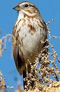 Song Sparrow