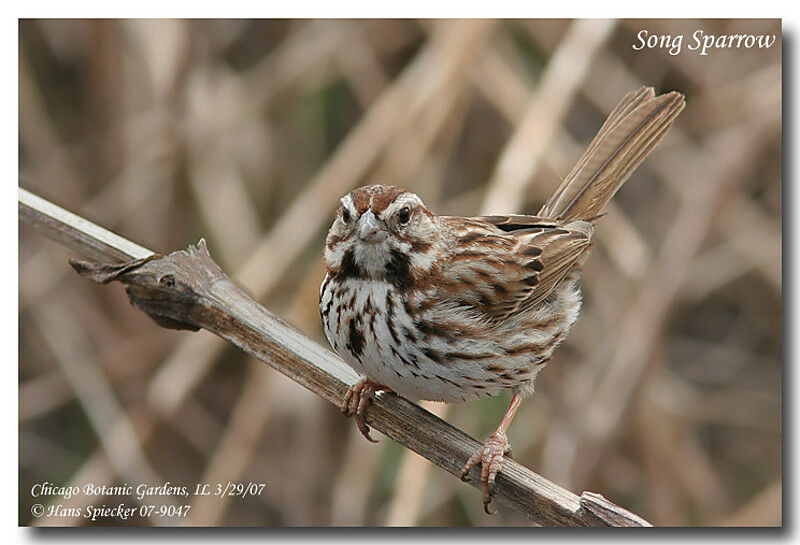 Bruant chanteuradulte