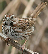 Song Sparrow