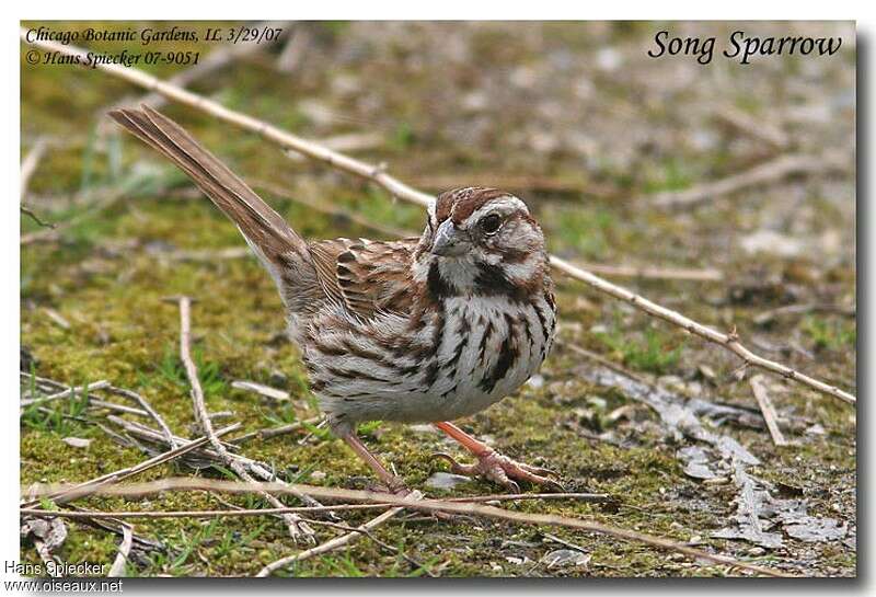 Song Sparrowadult, pigmentation, Behaviour