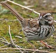 Song Sparrow