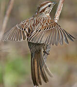 Song Sparrow