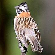 Rufous-collared Sparrow