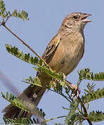 Botteri's Sparrow