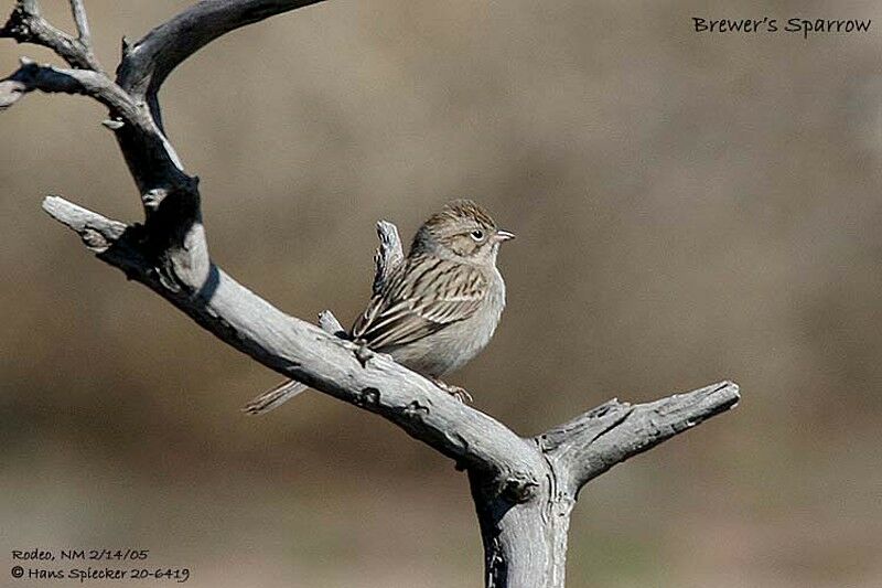 Brewer's Sparrow