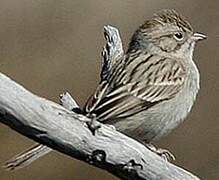 Brewer's Sparrow