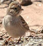 Brewer's Sparrow