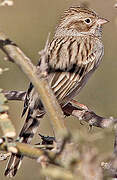 Brewer's Sparrow