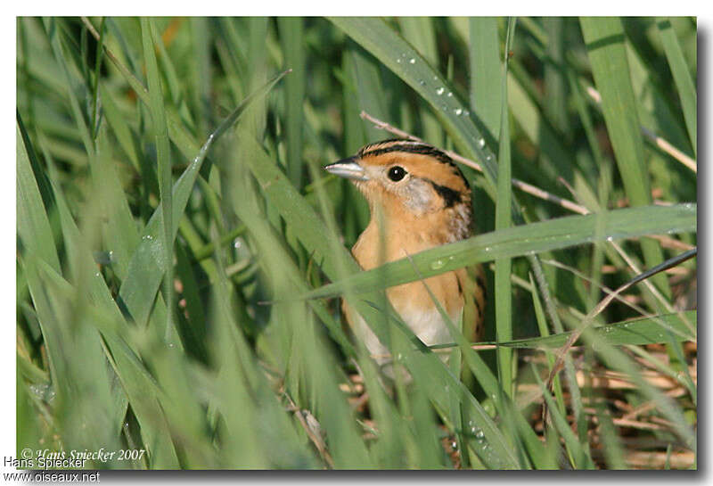 LeConte's Sparrowadult