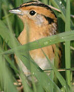 LeConte's Sparrow