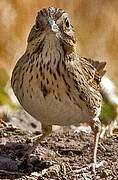 Lincoln's Sparrow