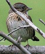 Lincoln's Sparrow