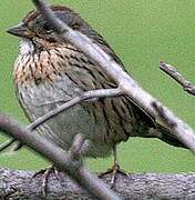 Lincoln's Sparrow