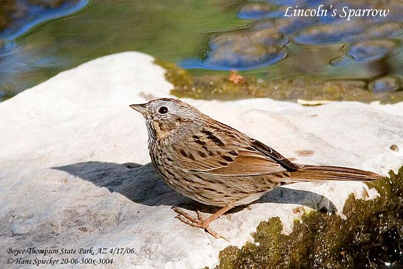 Lincoln's Sparrow