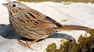 Lincoln's Sparrow