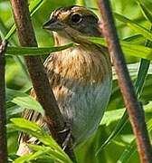 Nelson's Sparrow