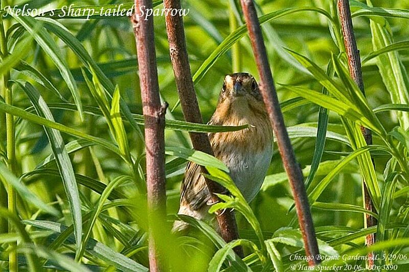 Nelson's Sparrowadult