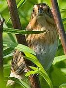 Nelson's Sparrow