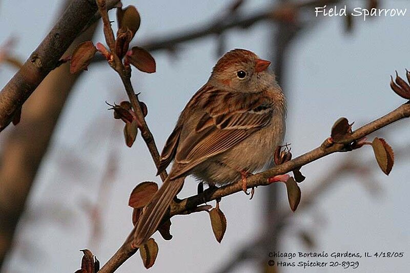 Field Sparrow