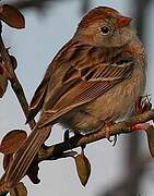 Field Sparrow