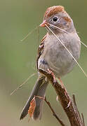 Field Sparrow