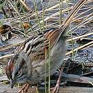 Bruant des marais
