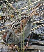 Swamp Sparrow