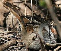 Swamp Sparrow