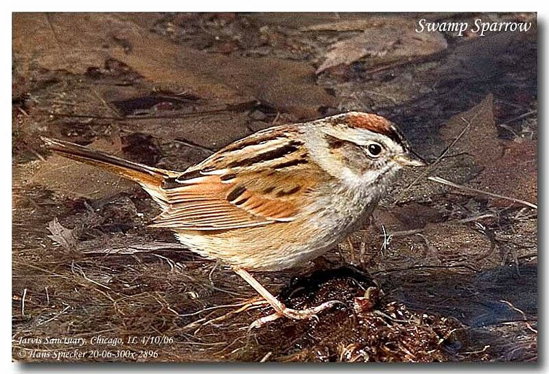 Swamp Sparrowadult