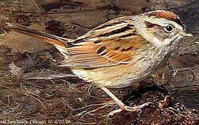 Swamp Sparrow