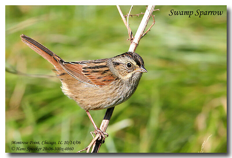 Swamp Sparrowadult