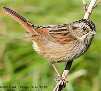 Swamp Sparrow