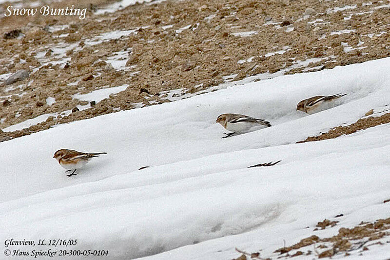 Snow Bunting