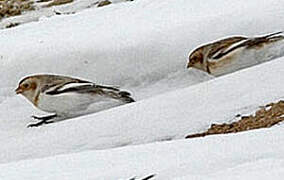 Snow Bunting