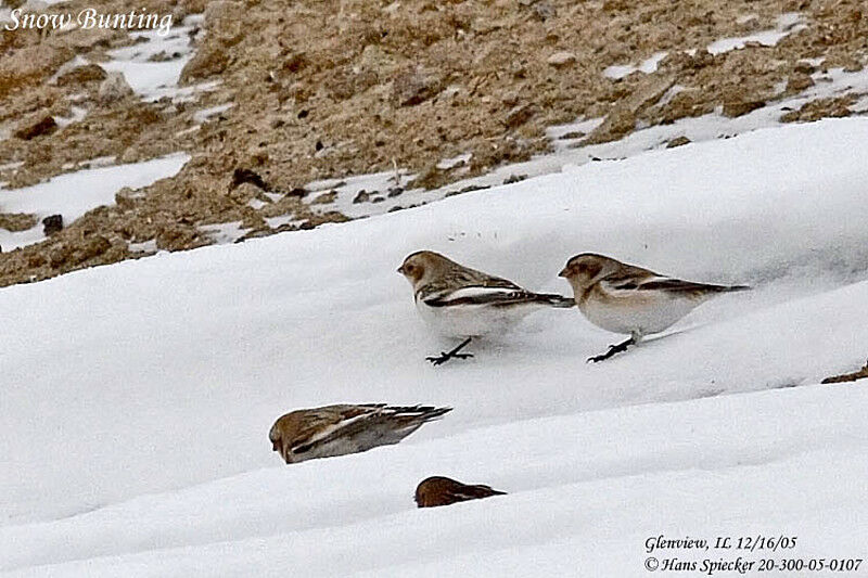 Snow Bunting