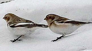 Snow Bunting