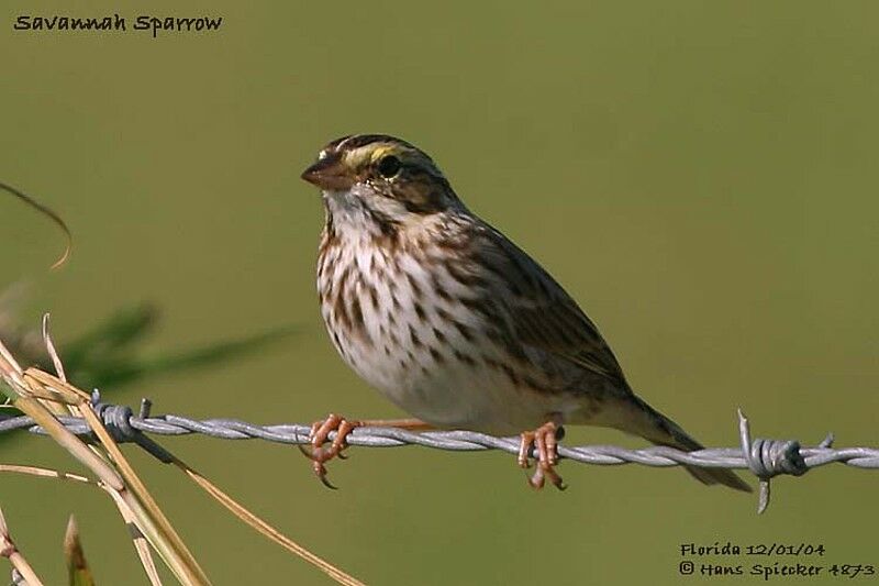 Savannah Sparrow