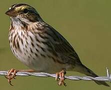 Savannah Sparrow