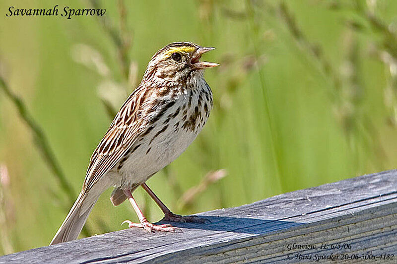 Savannah Sparrowadult breeding